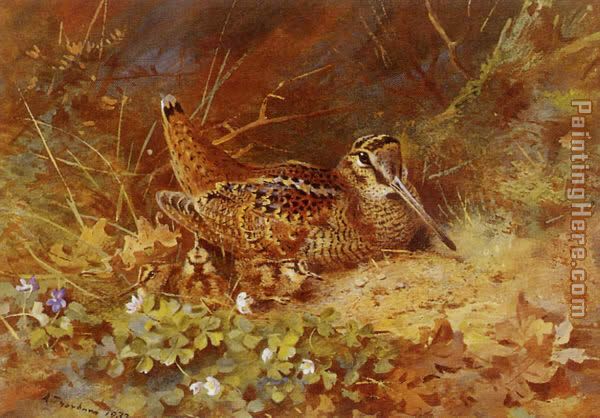 Woodcock and Chicks